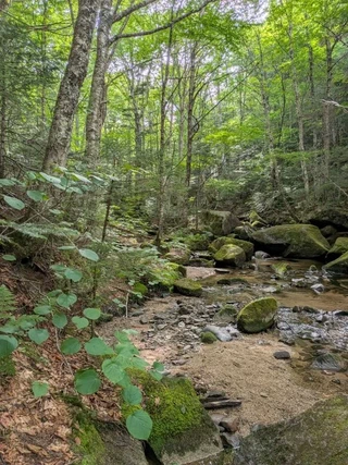A mossy stream along the trail in