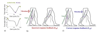 Left, the thigh and foot angle over a gait cycle with heel strike and PTE marked; middle and right, the incorrect-response and correct-response feedback strategies relative to the target thigh extension